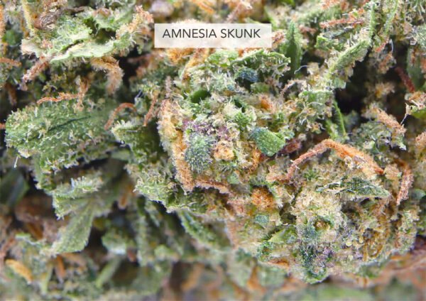 Amnesia Kush 22% CBD - Imagen 2