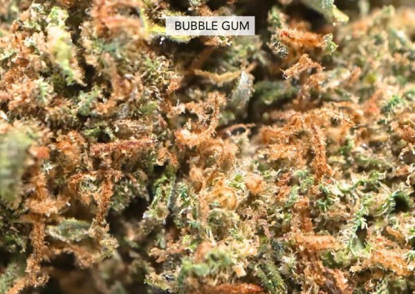 Bubble Gum 21% CBD - Imagen 2