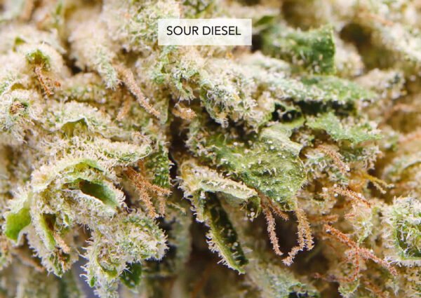 Sour Diesel 17% CBD - Imagen 2