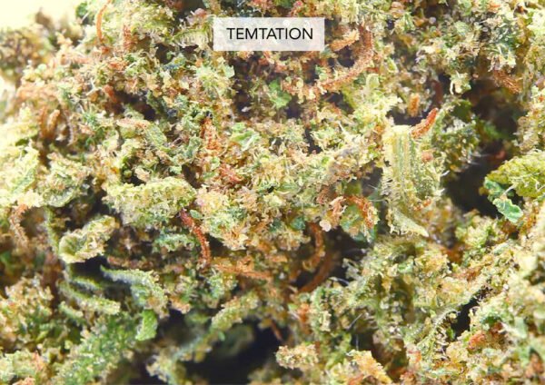 Temptation Zkittlez 22% CBD - Imagen 2