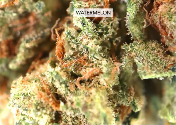 WATERMELON 29% CBD - Imagen 2